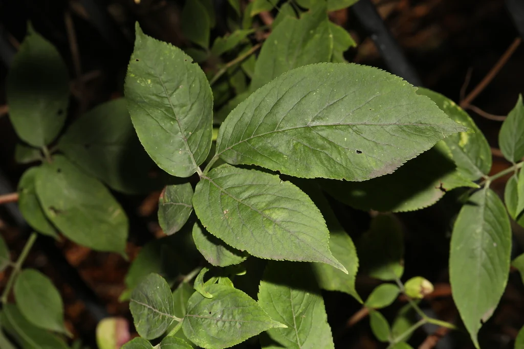 Sambucus nigra
