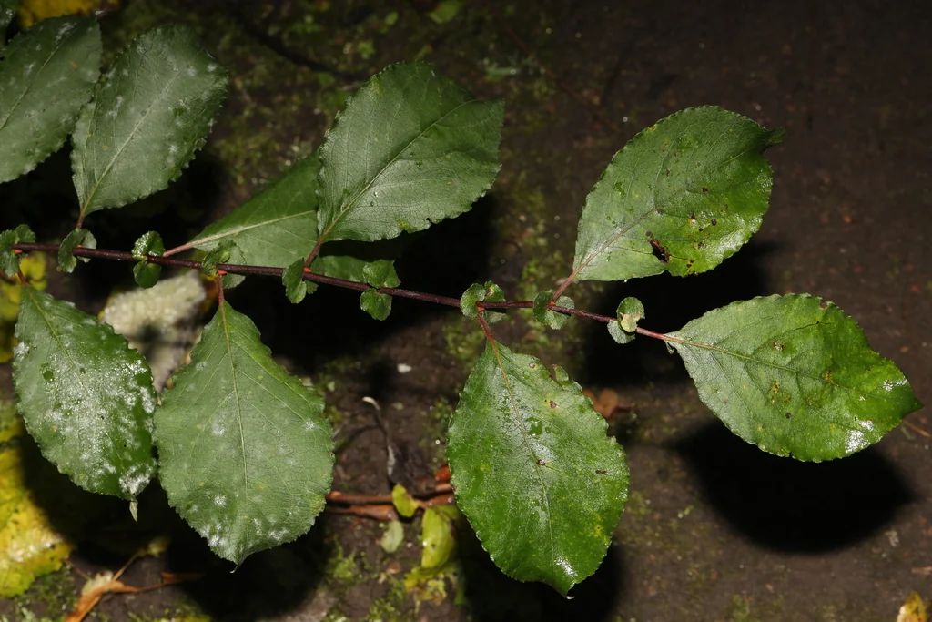 Prunus Cerasifera