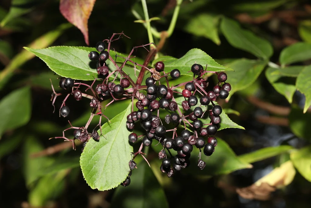 Sambucus nigra