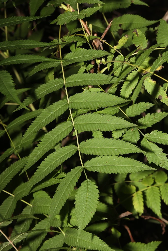 Sorbaria Sorbifolia