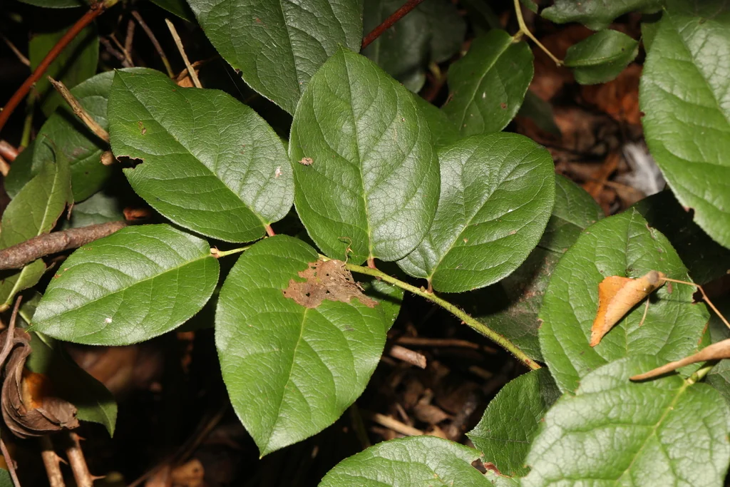 Gaultheria Shallon