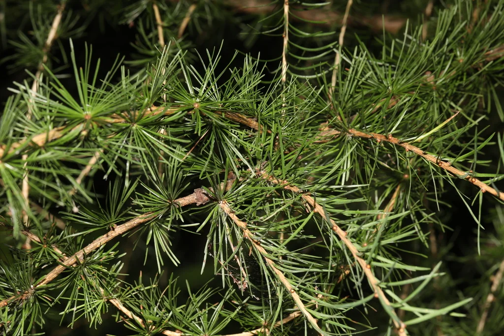 Larix Decidua