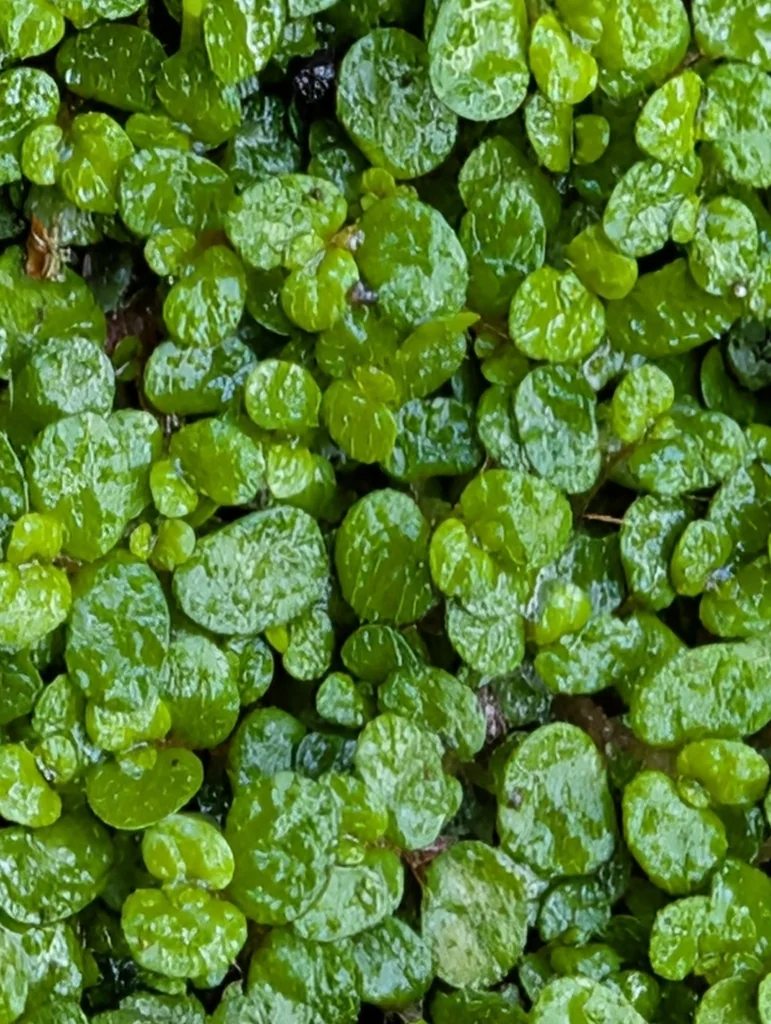 Soleirolia Soleirolii