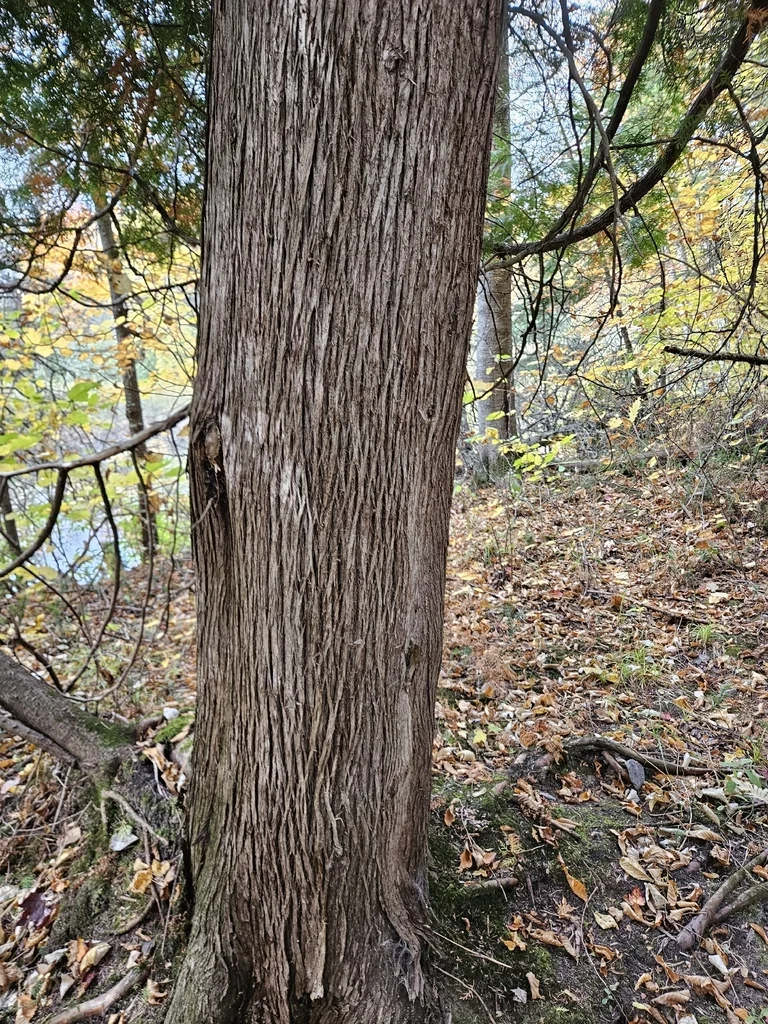 Thuja Occidentalis
