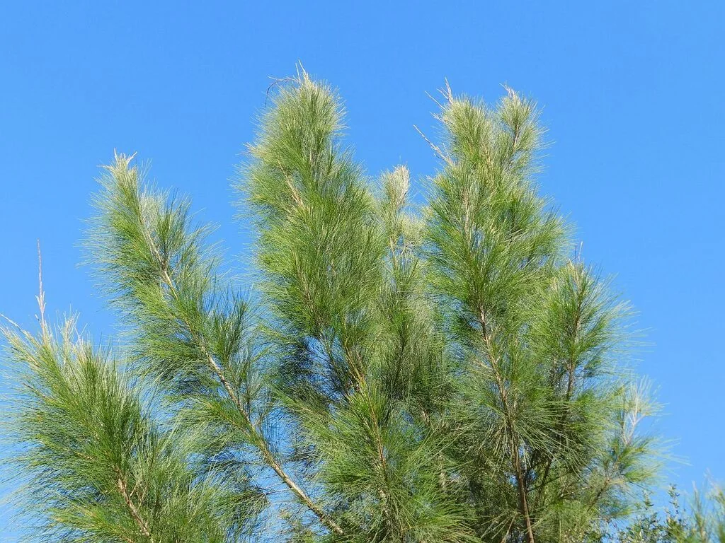 Casuarina Cunninghamiana
