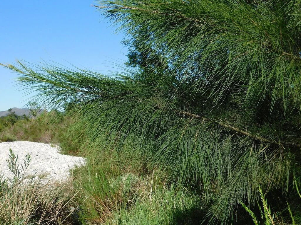 Casuarina Cunninghamiana