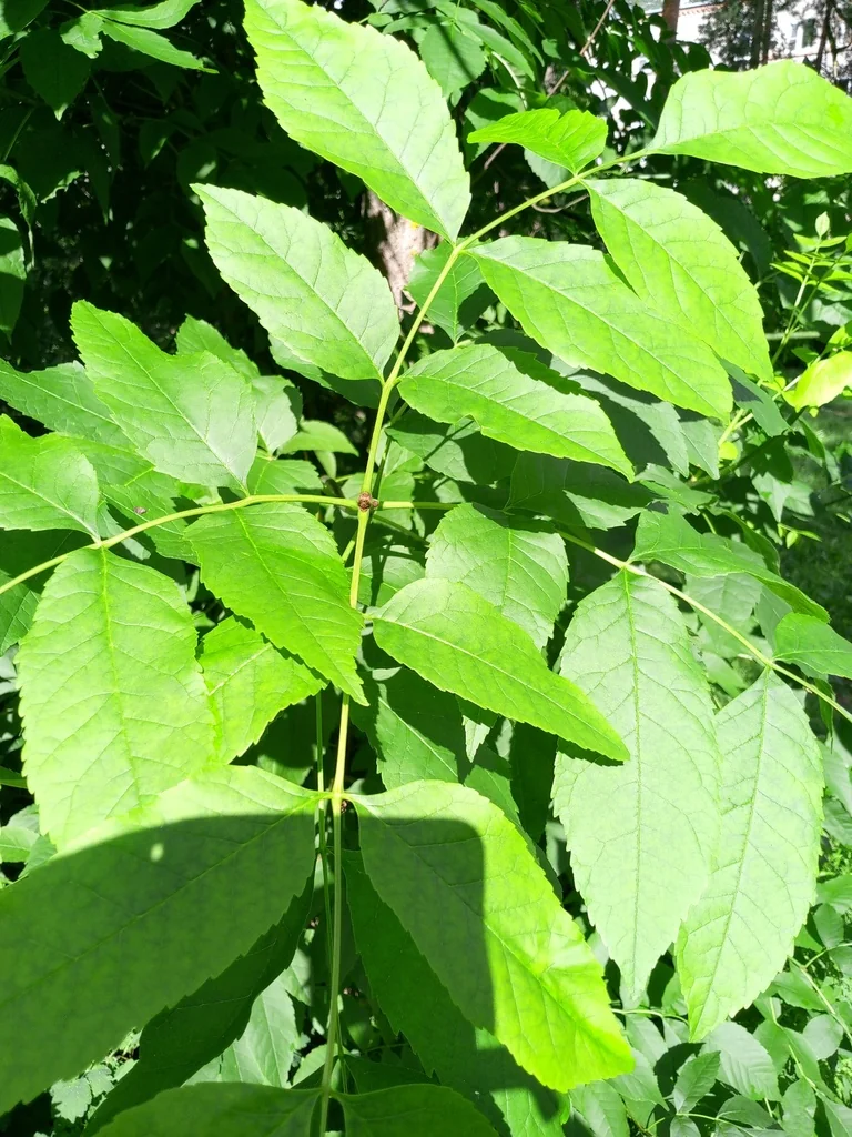 Fraxinus Pennsylvanica