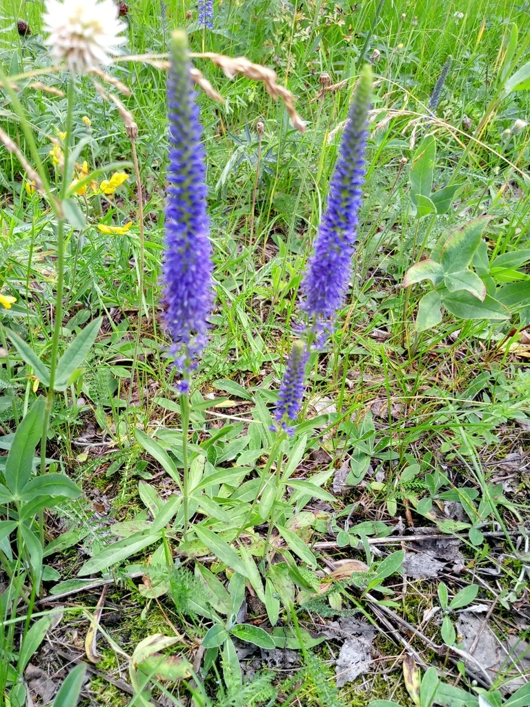 Veronica Spicata