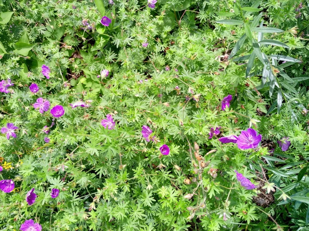 Geranium Sanguineum
