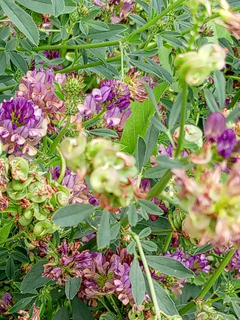 Medicago Sativa
