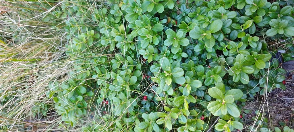 Vaccinium Vitis-Idaea