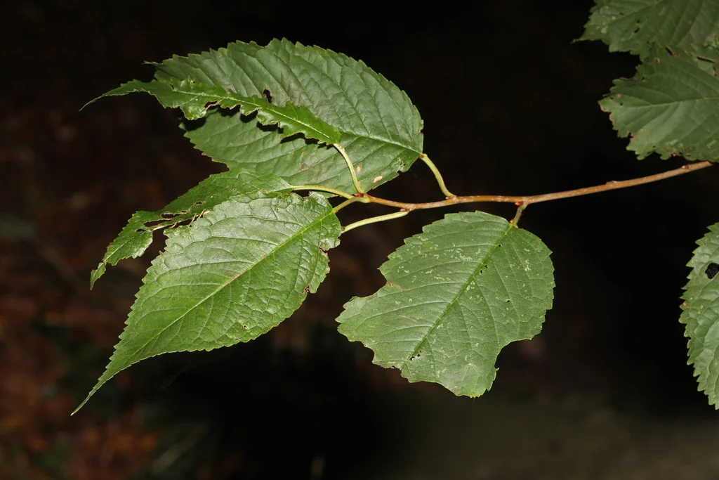 Prunus Avium