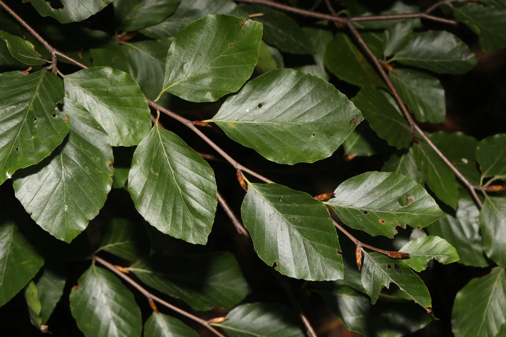 Fagus Sylvatica