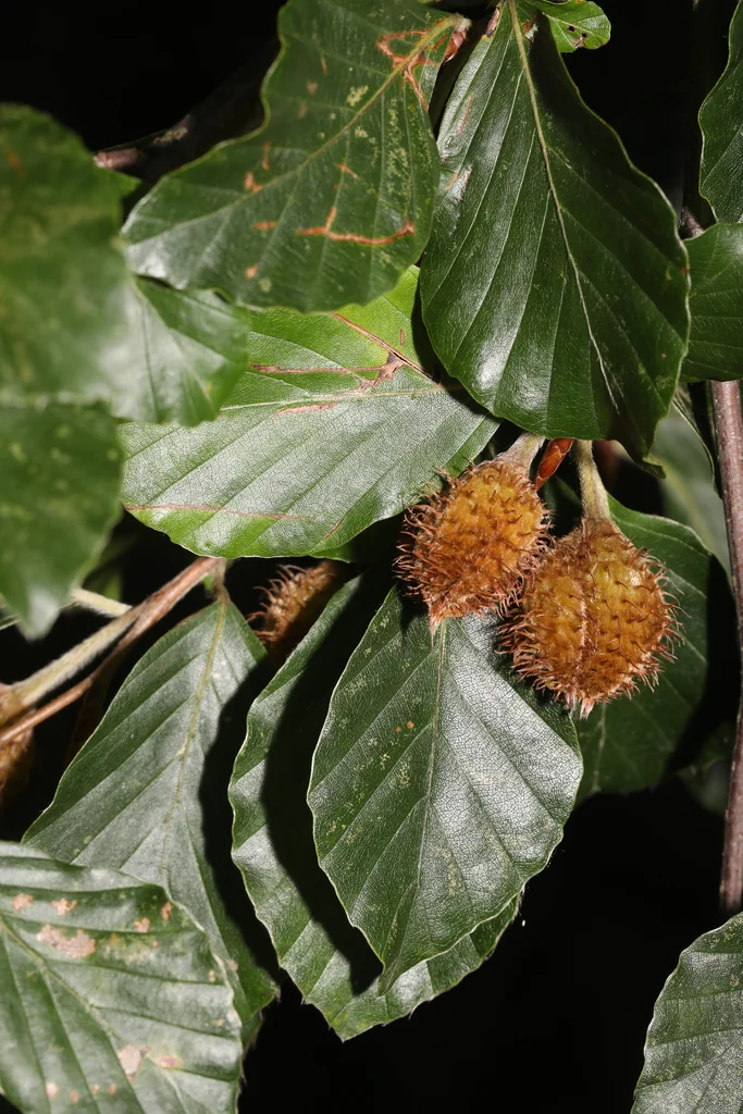 Fagus Sylvatica