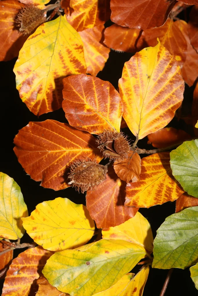Fagus Sylvatica