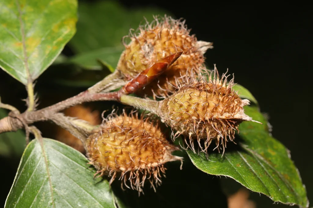 Fagus Sylvatica