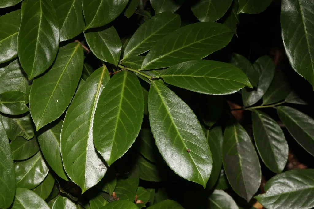 Prunus Laurocerasus