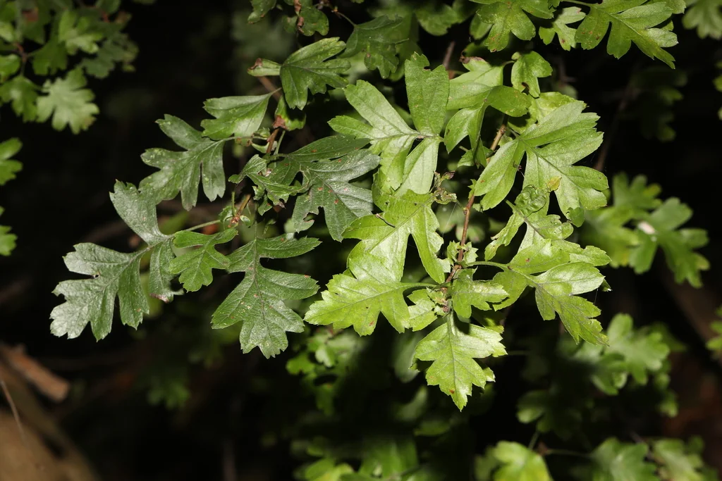 Crataegus Monogyna