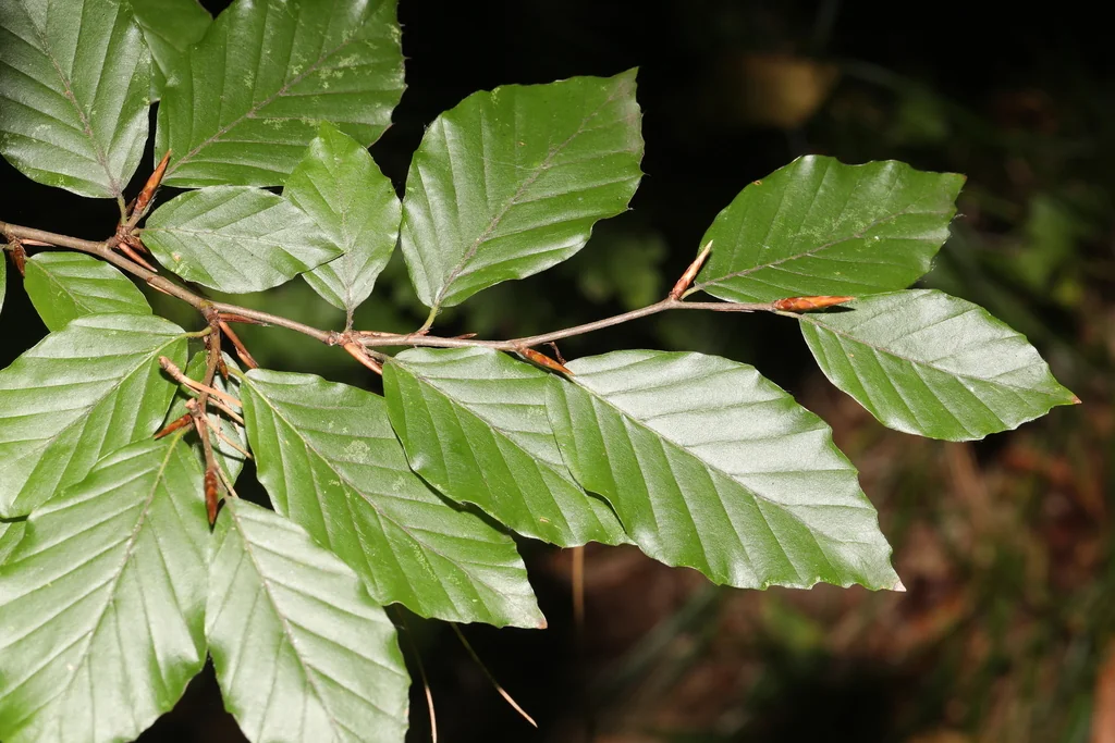 Fagus Sylvatica
