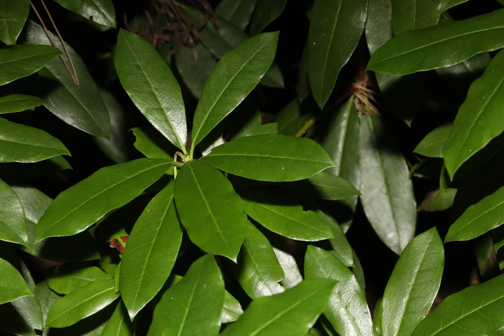 Rhododendron Ponticum