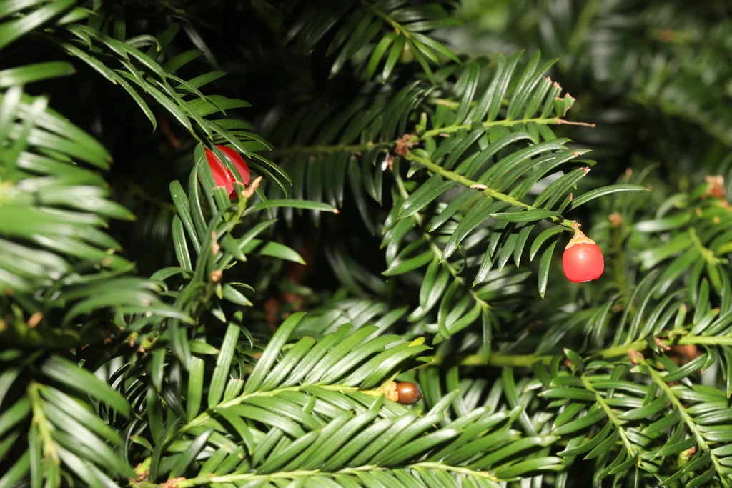 Taxus Baccata