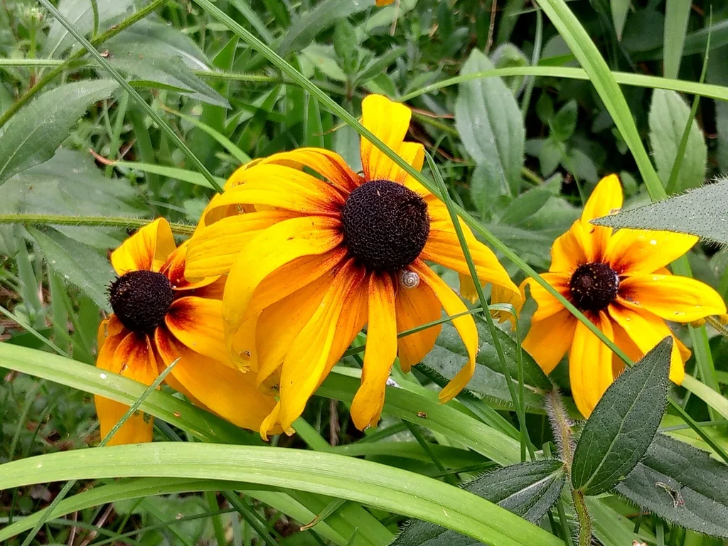 Rudbeckia Hirta