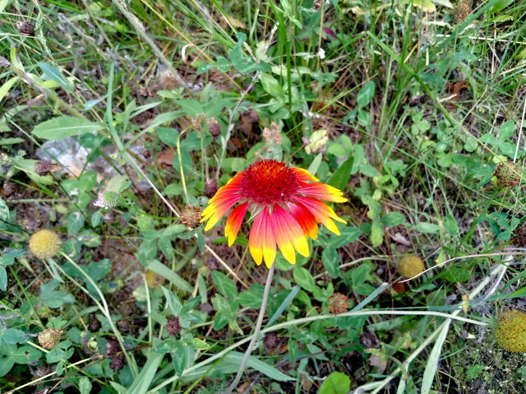 Gaillardia Pulchella