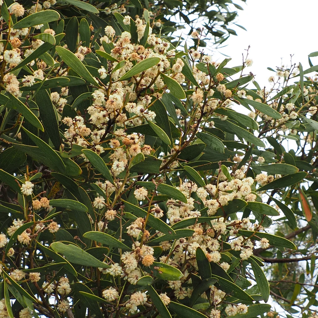 Acacia Melanoxylon