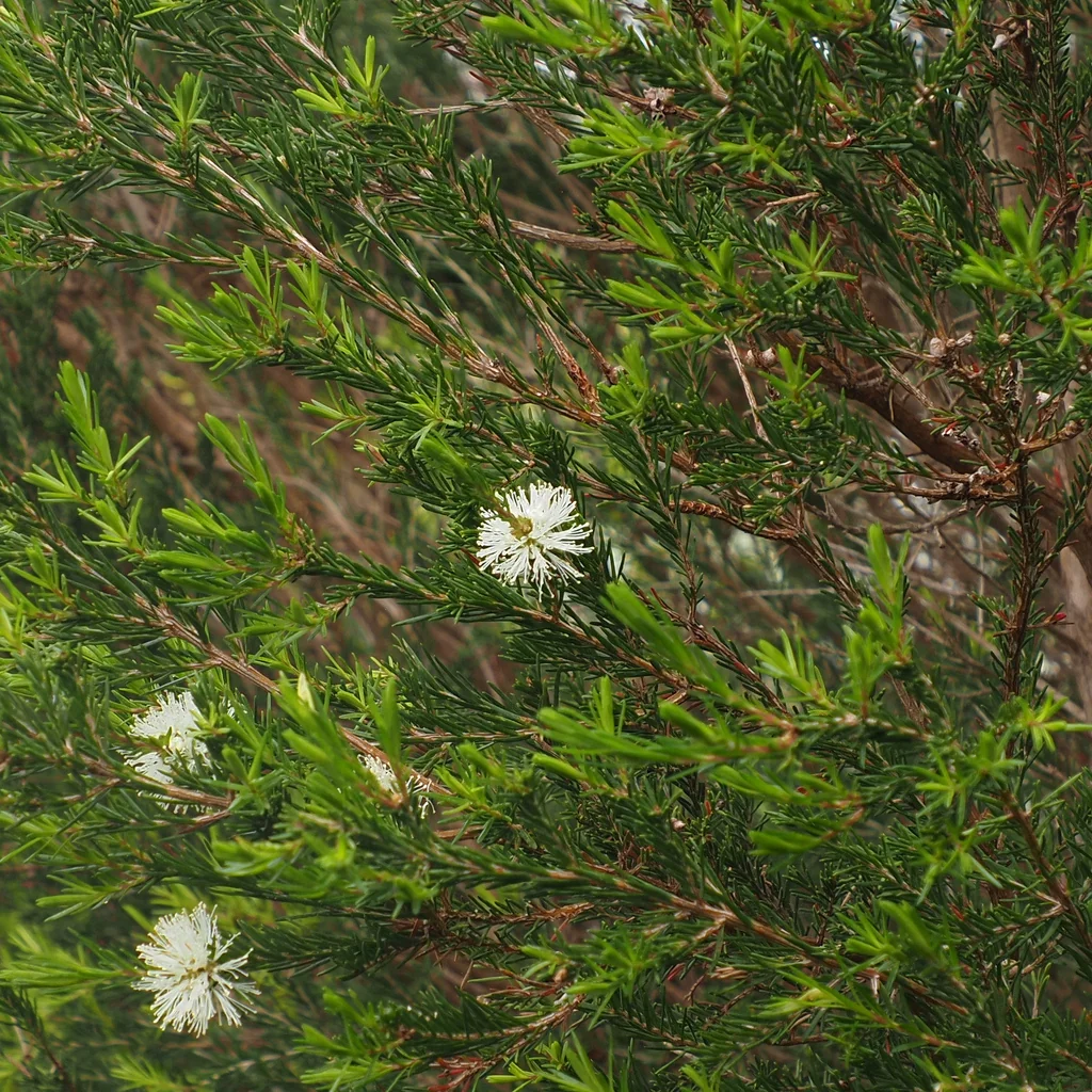 Melaleuca Ericifolia