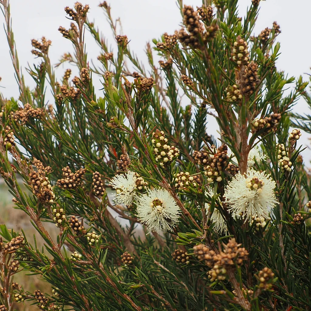 Melaleuca Ericifolia