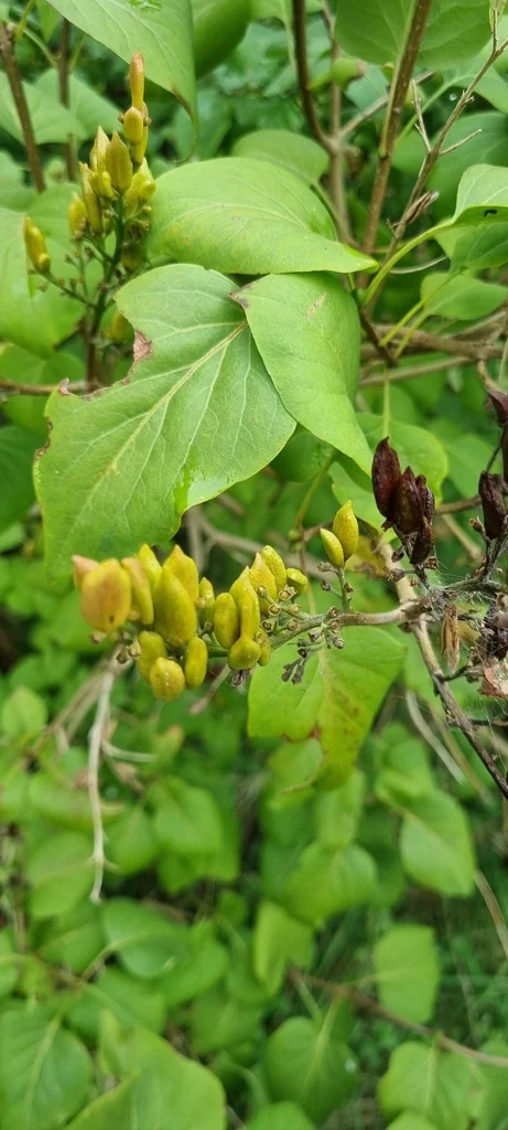 Syringa Vulgaris