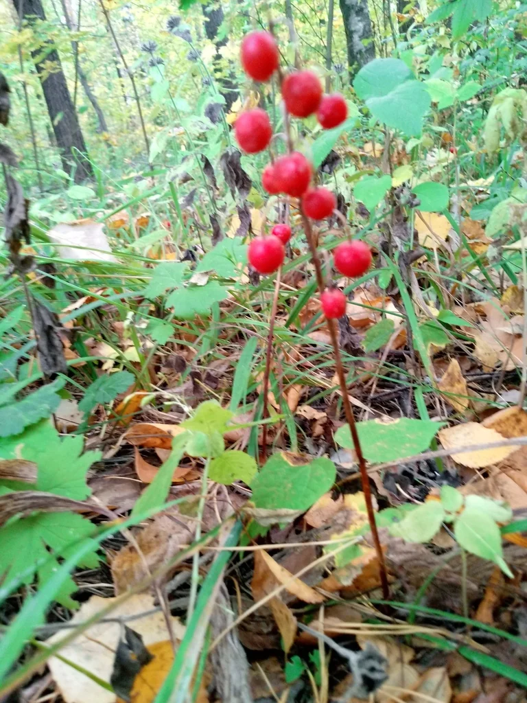 Convallaria Majalis