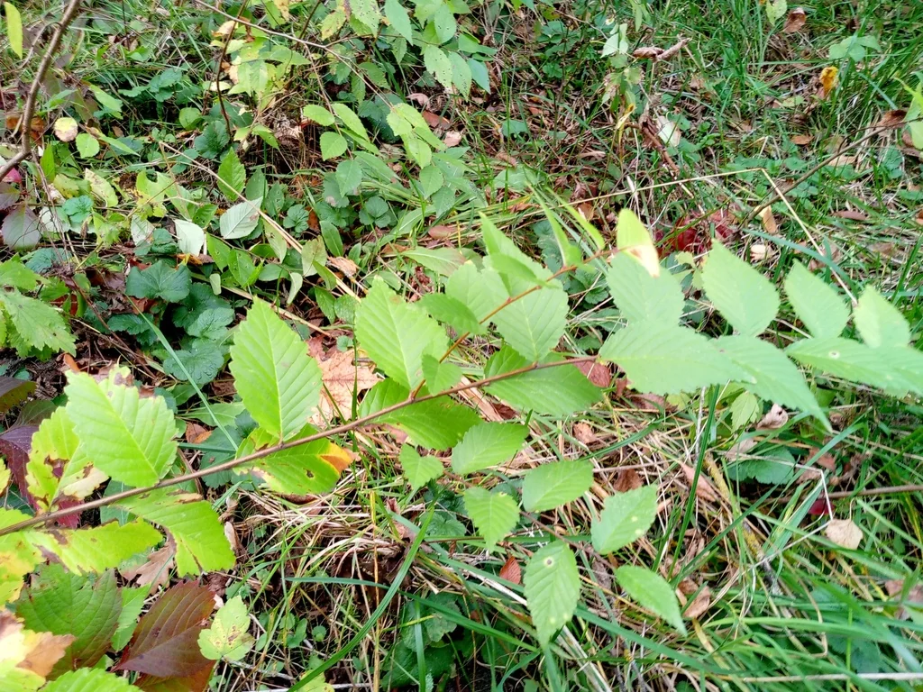 Ulmus Pumila