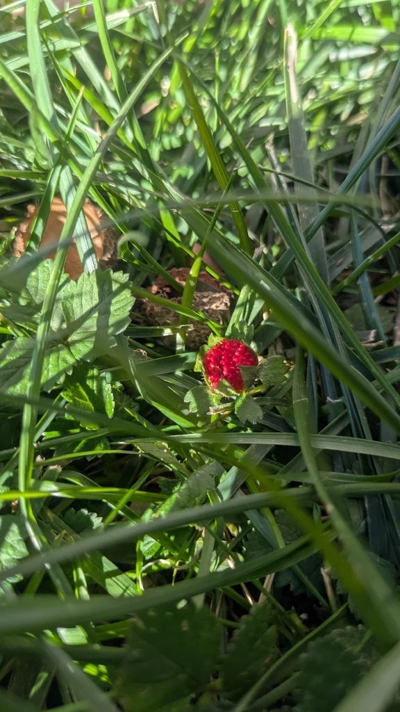 Duchesnea Indica