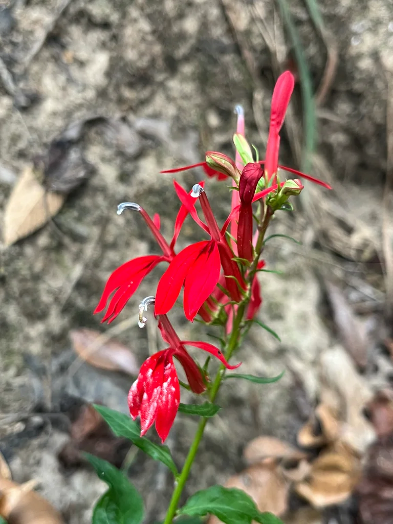 Lobelia Cardinalis