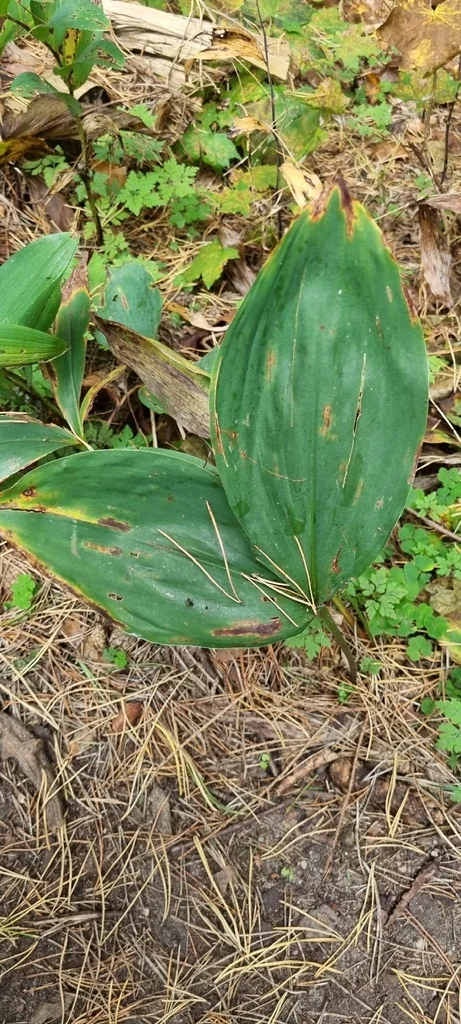 Convallaria Majalis