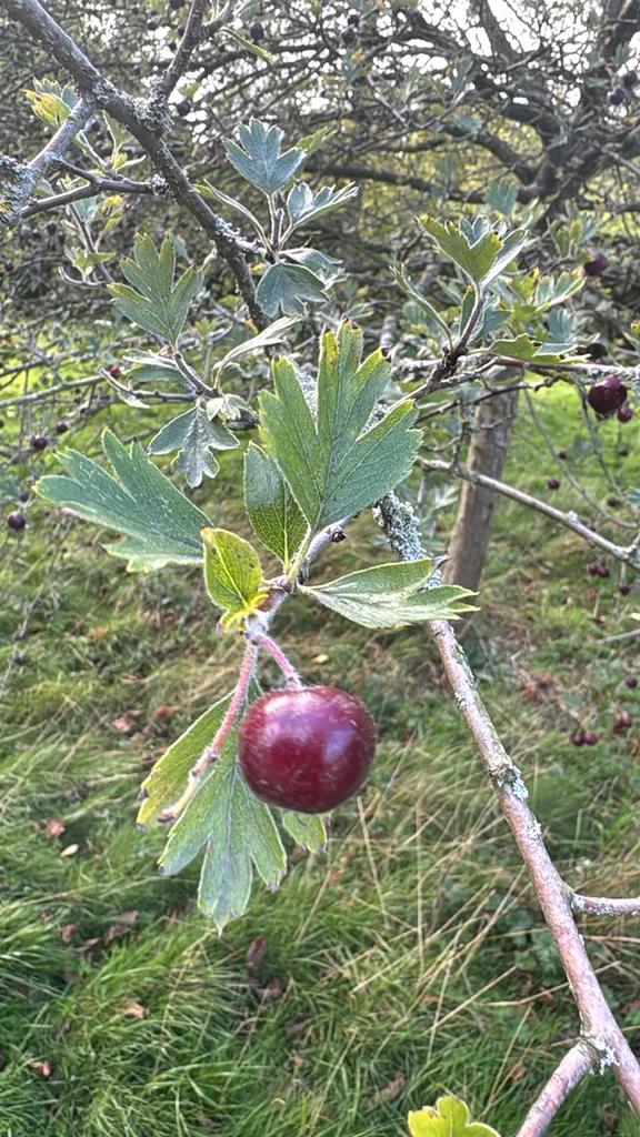 Crataegus Monogyna