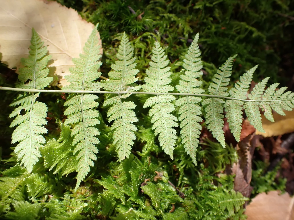 Dryopteris Intermedia