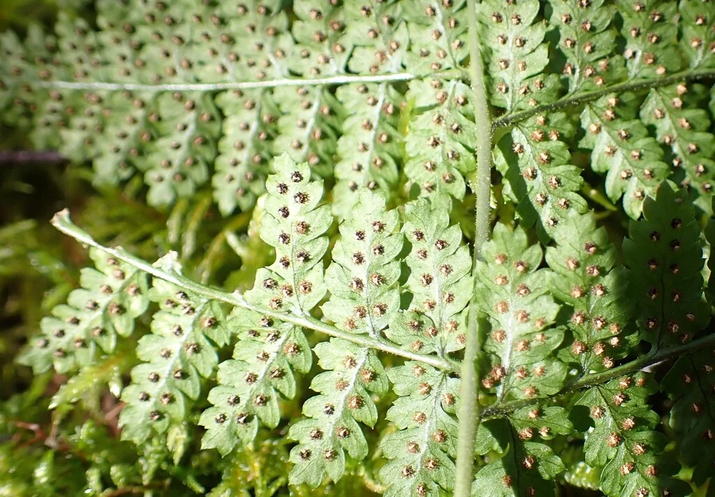 Dryopteris Intermedia