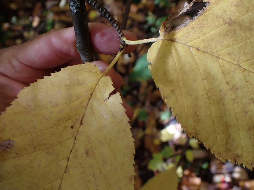 Betula Alleghaniensis