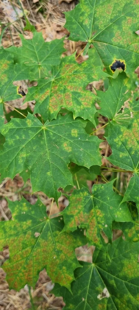 Acer Platanoides