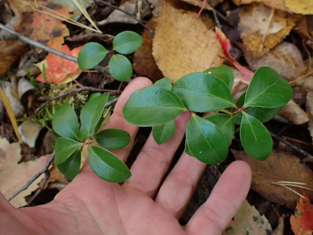 Gaultheria Procumbens