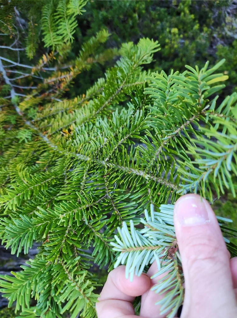 Abies Amabilis