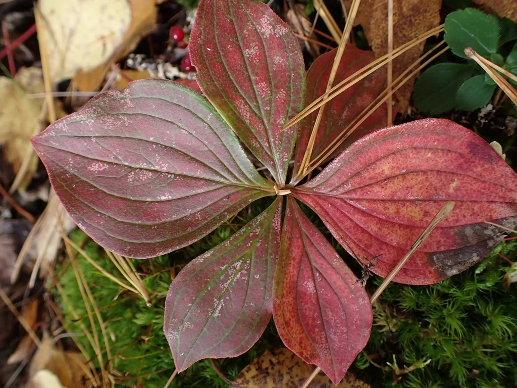 Cornus Canadensis