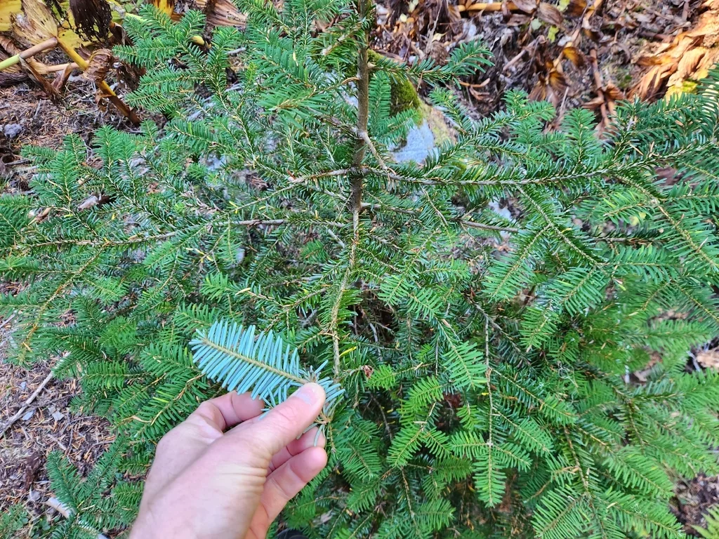 Abies Amabilis