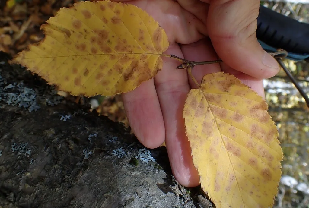 Betula Alleghaniensis