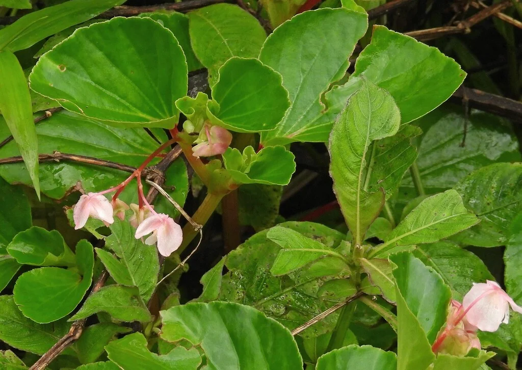 Begonia semperflorens