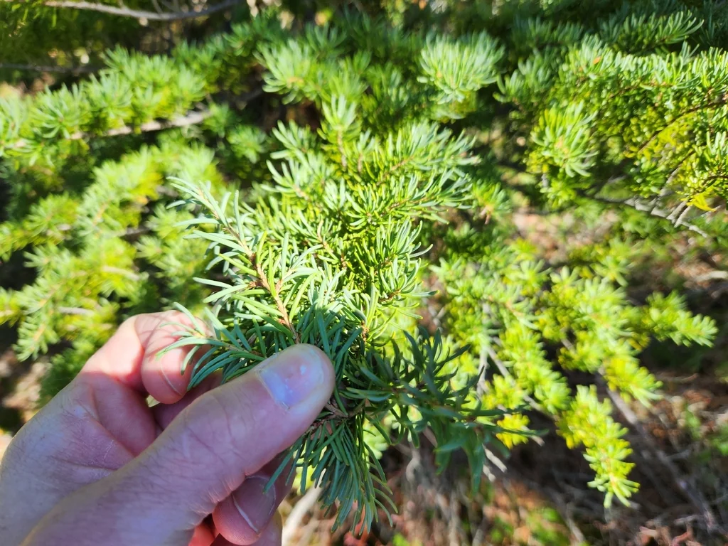 Tsuga Mertensiana