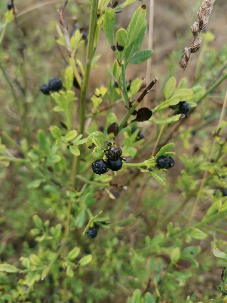 Jasminum Humile