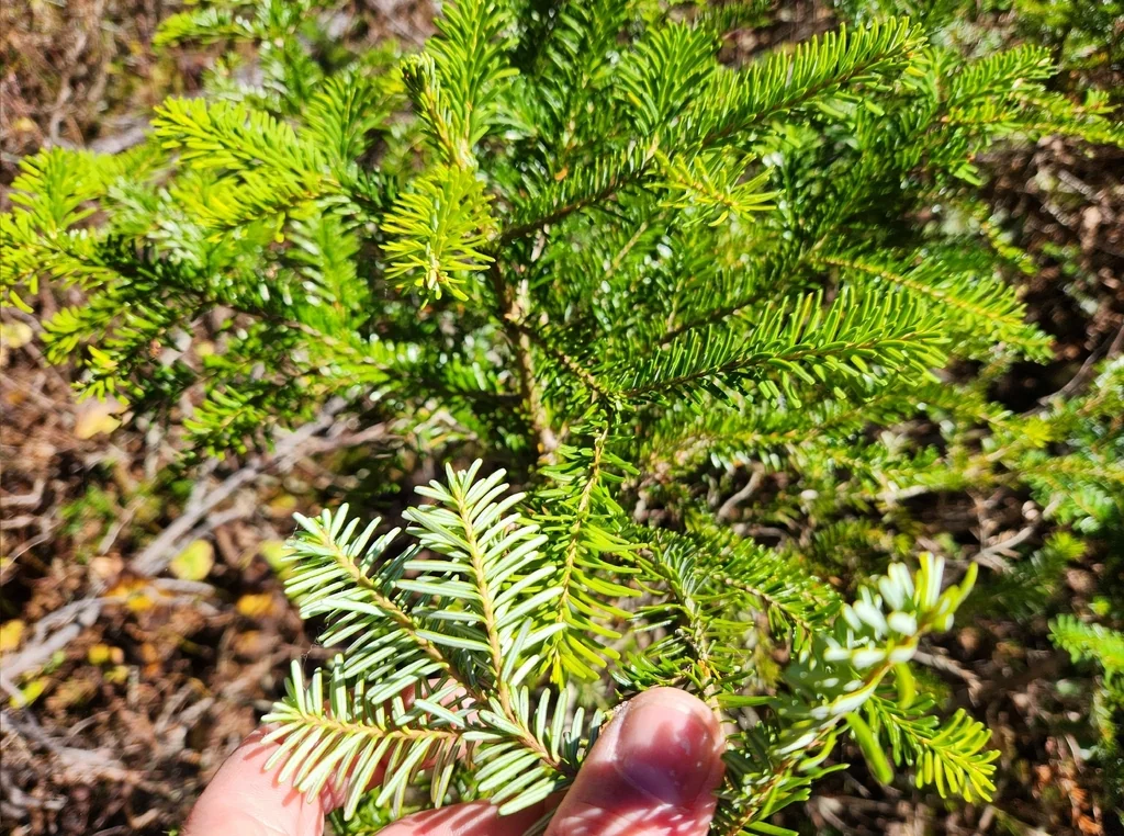 Abies Amabilis